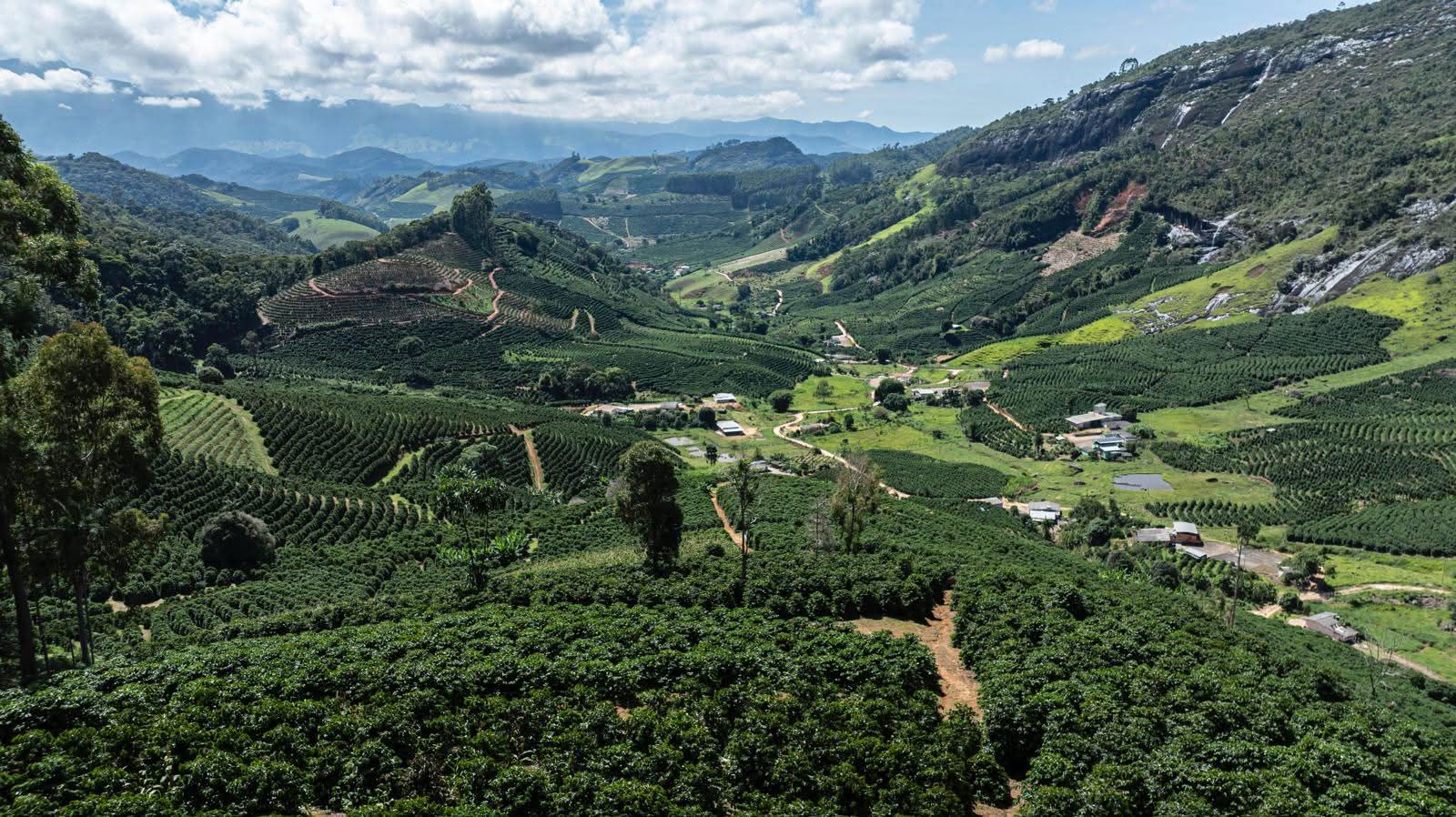 Damata's coffee plantation in the mountains of Brazil