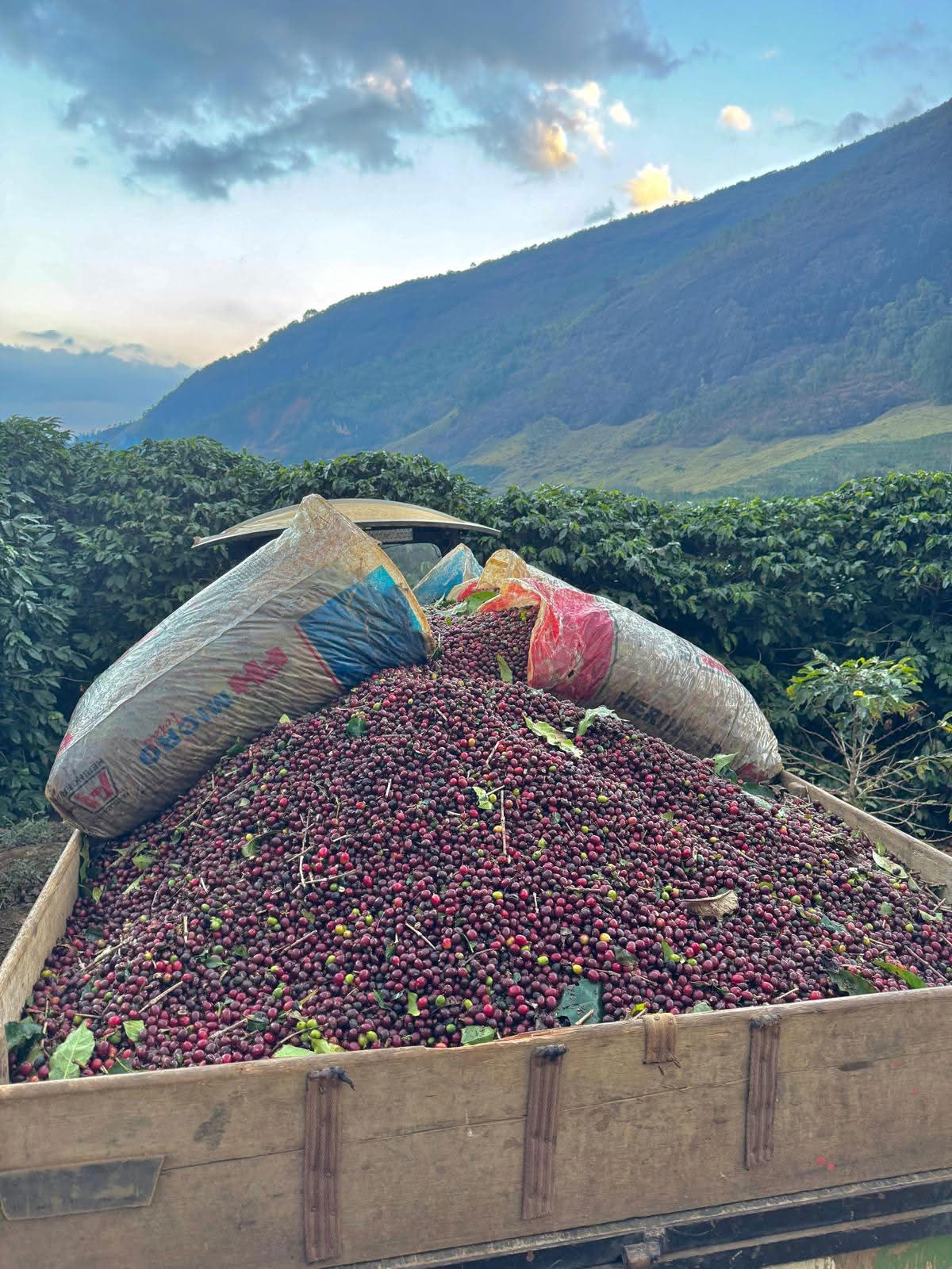 Freshly harvested coffee cherries piled in a trailer at the farm